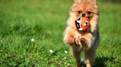 Pomorski spitz (zdjęcia): pierded kid i endless devotee