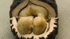 Czy czarna nakrętka z pasożytów pomaga?