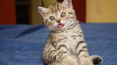 Diarrhea ktentenka: przyczyny i leczenie