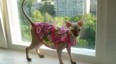 Popon dla kota po operacji