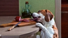 Błagający i kradzież jedzenia