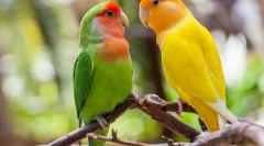 Papugi uwielbia, opis, opiekę i treść