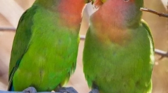 Papugi są kochankami