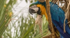 Papuga ara, opis, gatunki, cena