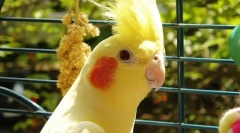 Parrot corella pielęgnacja i treść