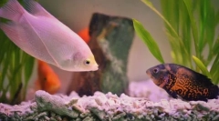Popularne ryby akwariowe