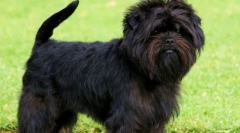 Rashentpinting: brodaty pies z niemiec (zdjęcie)