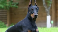 Rasa psa, odpowiednia dla ciebie przez znak zodiaku: zrób rozsądny wybór