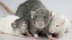 Szczury dekoracyjne: opis i różnice w typach domu gryzoni