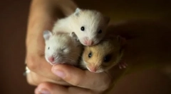 Rasy chomika, gatunki gospodarstwa domowego