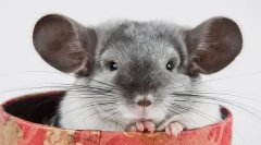 Rasy i kolory chinshill: opis i różnice