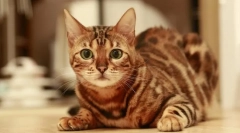 Rasy koty, które nie robią