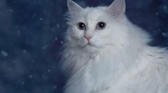 Rasy koty z niebieskimi oczami