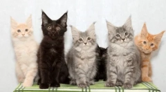 Rasy koty z frędzlami na uszach