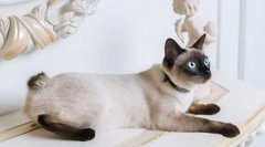 Rasy koty z krótkim ogonem