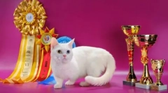 Rasy kotów z krótkimi nogami