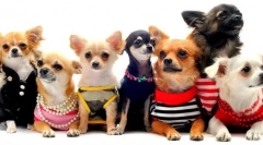 Rasy psów na mieszkania - 15 najlepszych opcji