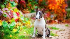 Rasy psów (zdjęcia z nazwami): wybierz znajomego