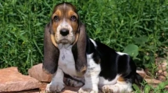 Rasy psów z krótkimi nogami - recenzja ze zdjęciami i nazwami