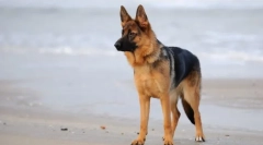 Rasy psów z niebieskim językiem