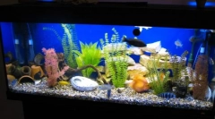 Krok po kroku akwarium