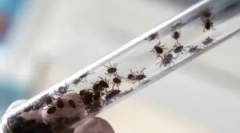 Konsekwencje przeniesionego zapalenia mózgu