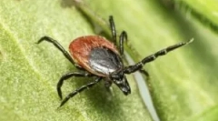 Konsekwencje kasety kreskowej