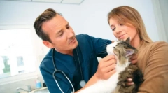 Stale rozszerzali uczniów przez kota: dlaczego dzieje się, co robić