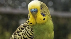 Zachowanie falistej papugi