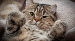 Prawda i mitów: dlaczego żydzi nie lubią kotów