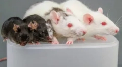 Zasady zastosowanie kleju z gryzoni