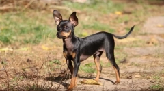 Grzechotka grzechotka w pradze