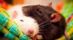 Zalety i wady domu szczura, czy się rozpocząć