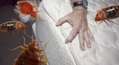 Averfos leku z pluszowych i innych owadów