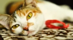 Leczenie azinox: instrukcje użytkowania