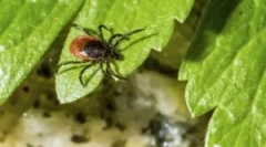 Przygotowanie gardex z kleszczy