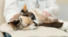 Przygotowanie glycopein: skuteczne narzędzie do zwiększenia odporności na kota