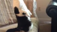 Preparat piperazynowy: instrukcje użytkowania dla zwierząt