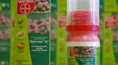 Prestige: powołanie i reguły