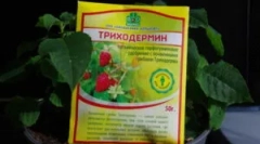 Przygotowanie triphodermin i instrukcje dotyczące jego użycia