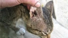 Preparaty do leczenia kleszczy do uszu w kotach