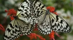 Transformacja gąsienic