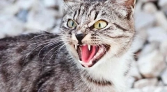 Przyczyny zachowań agresywnych kotów