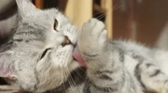 Powoduje, dlaczego kot stale swędzi i liże