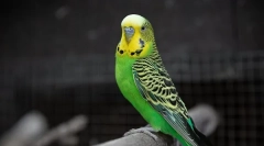 Przyczyny wyglądu wzrostów na dziobie przy falistym papugę i leczeniu