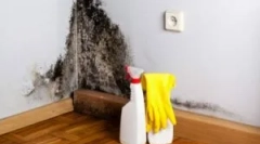 Przyczyny wyglądu pleśni w domu