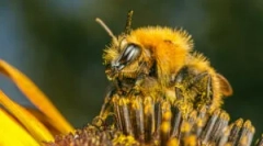 Przyczyny, objawy i leczenie ukąszeń pszczół