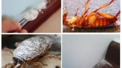 Zastosowanie suszarki z karaluchów i pluszów