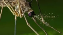 Zastosowanie fumigatorów z komarów