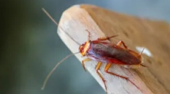 Zastosowanie żeli karaluchów